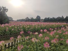 -荷兰花海