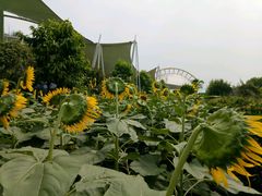 -广州花之恋城堡酒店
