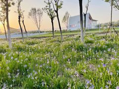 -天津东丽湖风景区