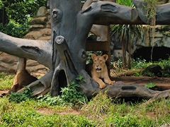 -海南热带野生动植物园