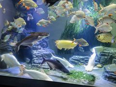 -上海海洋水族馆