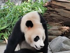 -都江堰中华大熊猫苑