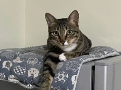 -创凡宠物医院·骨专科  猫科中心(西乡分院)