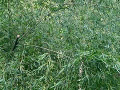 -上海佘山国家森林公园天马山园