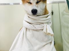 -瑞鹏宠物医院·爱宠堂·骨外专科(西荷分院)