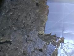 -二七友名焖子铺