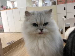 -李小姐の猫咖啡馆(五角场店)