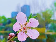 -武汉园博园(武汉自然博物馆)