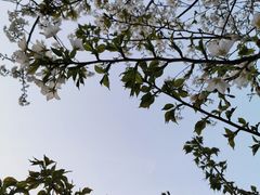 -爱丽丝牛排西餐厅(光谷步行街店)