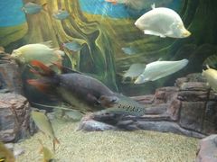 -上海海洋水族馆