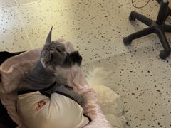 -瑞派康怡24h宠物医院·犬猫医疗中心·微创绝育(瑞景分院)