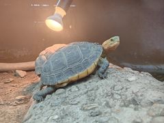 -上海大自然野生昆虫馆(东方明珠·爬宠昆虫探索中心)