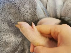 -浣熊柯尔鸭土拨鼠·电玩咖