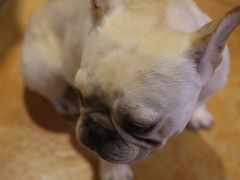 -more than meow吴止猫主题餐厅(承德 中船汇店)