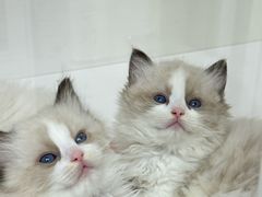 -青奢宠物·青奢猫舍