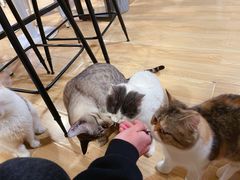 -Cappucimeow猫咪咖啡馆(韦伯时代店)
