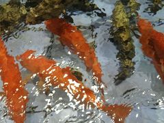 android_upload_pic-旺顺阁海鲜广场(亚运村店)