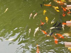 -合肥野生动物园