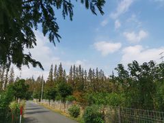 -上海长兴岛郊野公园