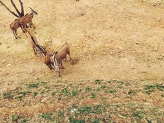 -泉州海丝野生动物世界