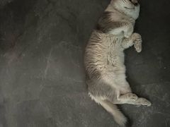 -爱洗澡的猫(望京店)