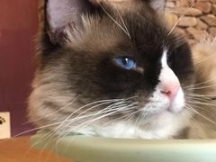 -猫咪咖啡店(新城大街店)