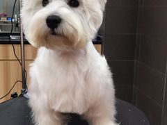 -宠宠熊宠物美容(星湖街店)