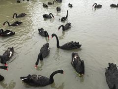 -长兴太湖图影湿地文化园