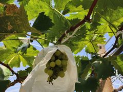 -马陆小张葡萄园农家乐