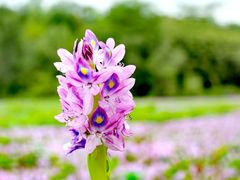 -白鹭湾湿地公园