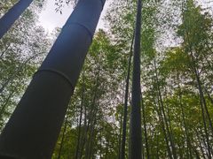 -上海佘山国家森林公园天马山园