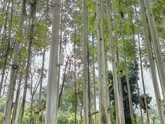 -桉树林A coffee 森林餐厅(三圣乡店)