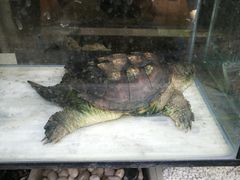 -曲阳花鸟市场(曲阳路店)