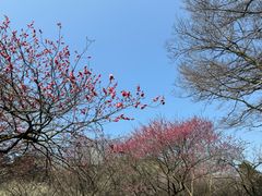 -杭州植物园
