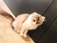 -瞄一喵猫咖(格力海岸店)