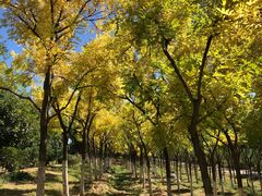-永定河休闲森林公园