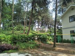 -铁山坪森林公园