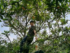 -塘栖枇杷特色园区