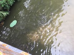 -白洋淀景区