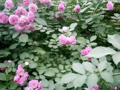 -中关村茶点