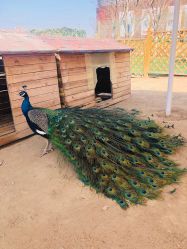 -萌宠亲子动物乐园(槐房万达店)