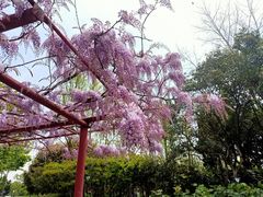 -嘉定紫藤园