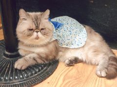 -猫色咖啡·猫咖