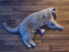 -喵汪萌宠屋旗舰店.洗澡美容.猫狗基地