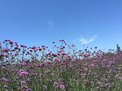 -紫颐香薰山谷景区