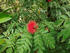 -西双版纳原始森林公园