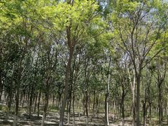 -西青郊野公园