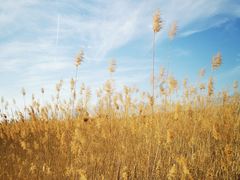 -野鸭湖国家湿地公园