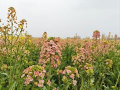 -中国天府农业博览园