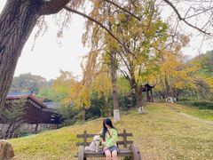-千年银杏谷文化旅游区